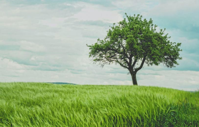 albero crescita personale paesaggio con albero in crescita