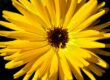 fiore giallo su sfondo nero