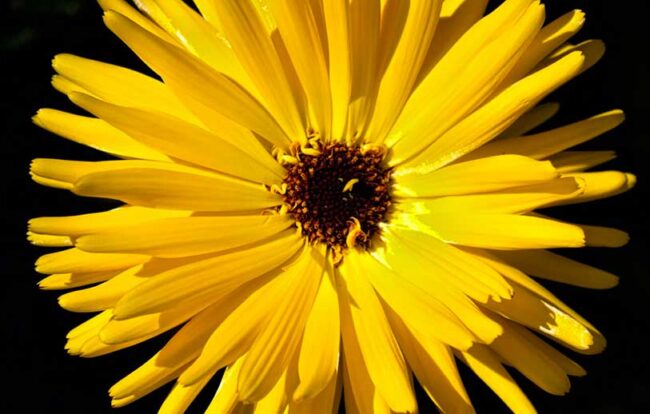 fiore giallo psicologo psicoterapeuta olistico fiore giallo su sfondo nero