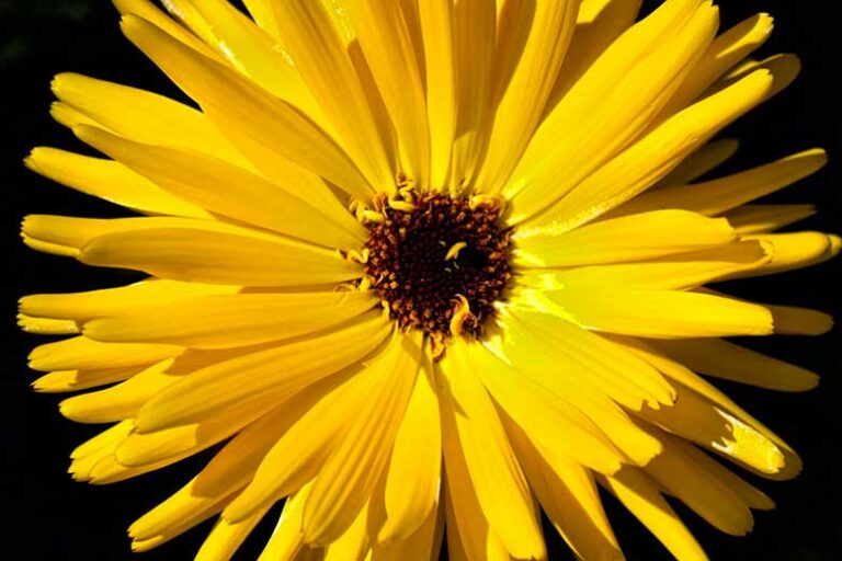 fiore giallo su sfondo nero