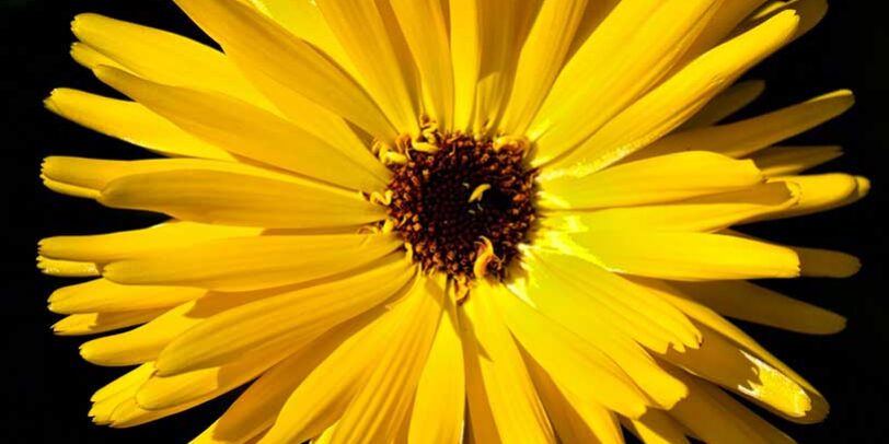 fiore giallo psicologo psicoterapeuta olistico fiore giallo su sfondo nero